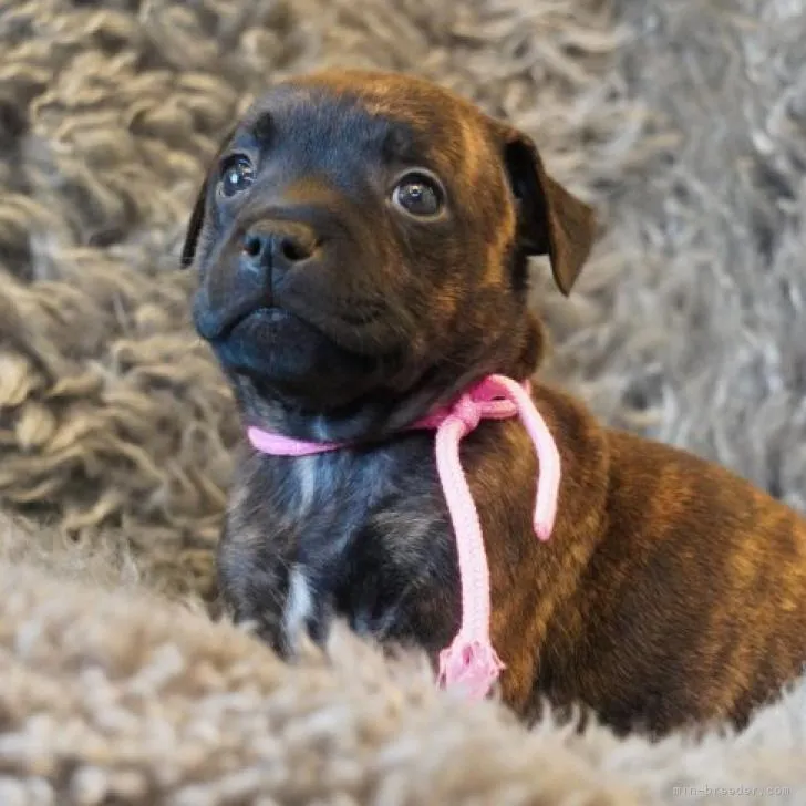 ID:2212-02334の子犬