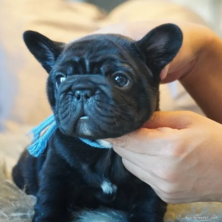 ID:2310-02643の子犬