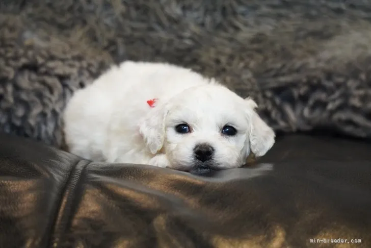 ID:2201-01415の子犬