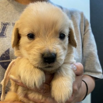 ゴールデンレトリバー【岐阜県・女の子・2023年5月16日・ゴールド】の写真「パパJKCチャンピオン」