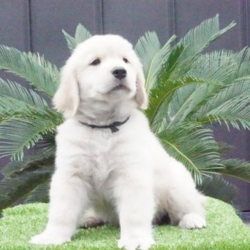 ゴールデンレトリバー【岐阜県・男の子・2023年5月16日・ゴールド】の写真「パパJKCチャンピオン」