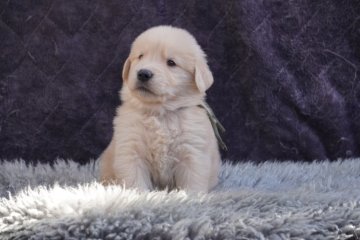 ゴールデンレトリバー【岐阜県・男の子・2022年11月2日・ゴールド】の写真「父犬ＪＫＣ チャンピオン」