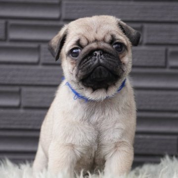パグ【岐阜県・男の子・2024年1月2日・フォーン】の写真「父犬JKCチャンピオン」