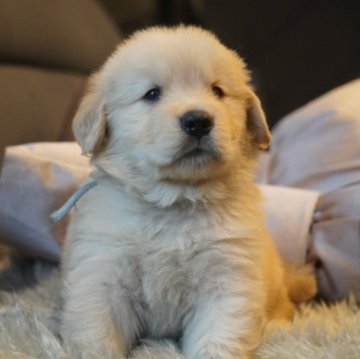 ゴールデンレトリバー【岐阜県・男の子・2023年5月16日・ゴールド】の写真「パパJKCチャンピオン」