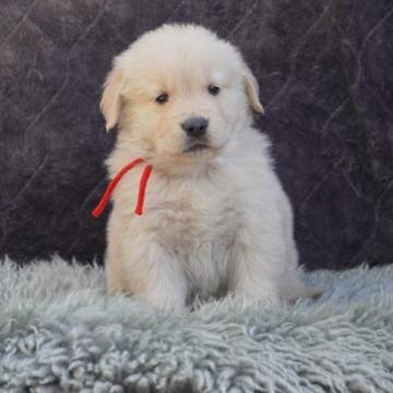 ゴールデンレトリバー【岐阜県・女の子・2022年11月2日・ゴールド】の写真「父犬JKCチャンピオン」