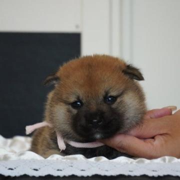 柴犬(標準サイズ)【岐阜県・女の子・2022年6月10日・赤】の写真「かわいい女の子」
