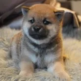 柴犬(標準サイズ)【岐阜県・男の子・2023年10月5日・赤】の写真1