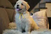ゴールデンレトリバー【岐阜県・女の子・2023年5月16日・ゴールド】の写真4
