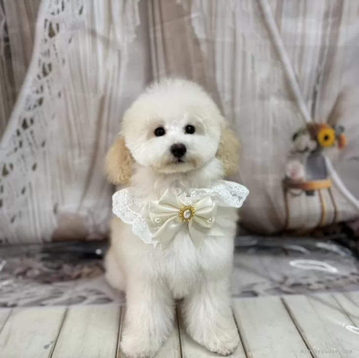 ID：2410-07440の子犬