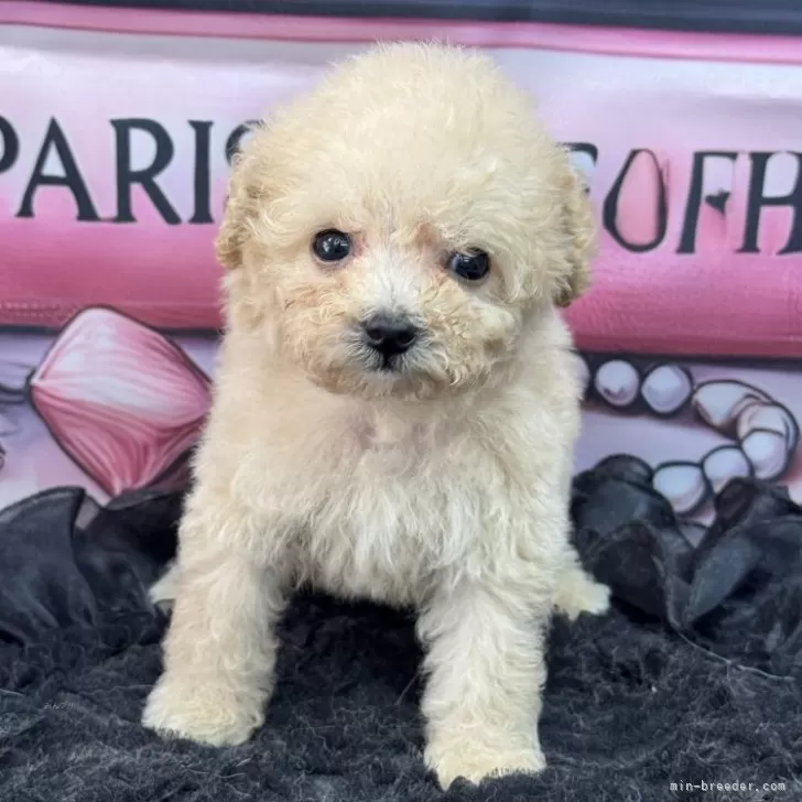 ID：2507-03408の子犬