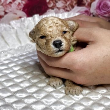 トイプードル(トイ)【広島県・男の子・2025年10月8日・アプリコット】の写真「綺麗なアプリです😊これからかわいくなります❤️」