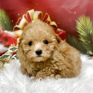 トイプードル(タイニー)【広島県・男の子・2025年10月10日・オレンジフォーン】の写真「かわいく成長中です❤️58日650g」