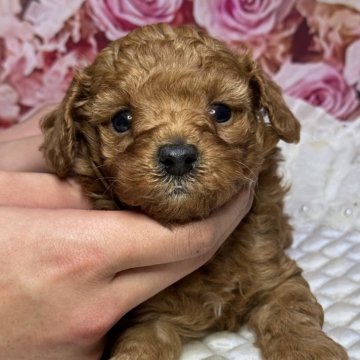 トイプードル(トイ)【広島県・男の子・2025年11月13日・レッドフォーン】の写真「ぬいぐるみ みたい な 可愛さ🩷」