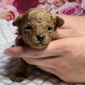 タイニープードル【広島県・男の子・2025年10月10日・レッドフォーン】の写真「開眼しました😊イケメンになります👌」