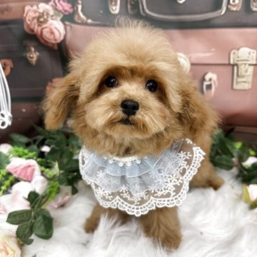 ティーカッププードル【広島県・男の子・2025年7月16日・アプリコット】の写真「小さめの男の子🩷111日1.09㎏🩷かわいい」