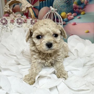 ティーカッププードル【広島県・女の子・2026年2月14日・オレンジフォーン】の写真「お目めくりくり愛らしいベビー🩷小さい女の子」