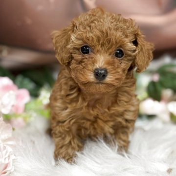 トイプードル(タイニー)【広島県・女の子・2025年9月28日・レッドフォーン】の写真「もふもふちゃんで短足ちゃんです❤️ドワーフ」