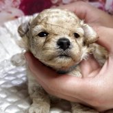 トイプードル(トイ)