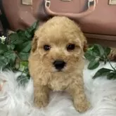 トイプードル(トイ)
