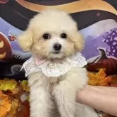 ティーカッププードル