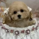 タイニープードル【広島県・女の子・2024年12月19日・アプリコット】の写真1