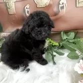 タイニープードル