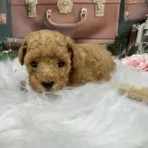 タイニープードル