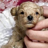 トイプードル(タイニー)