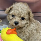 トイプードル(ティーカップ)