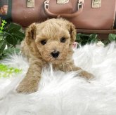 トイプードル(タイニー)