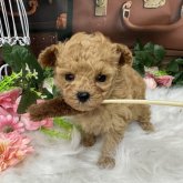 トイプードル(ティーカップ)