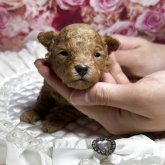 トイプードル(タイニー)