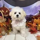 タイニープードル