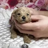 ティーカッププードル