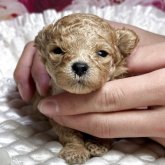 トイプードル(ティーカップ)