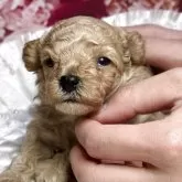 タイニープードル【広島県・男の子・2025年10月4日・アプリコット】の写真3