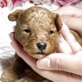 タイニープードル【広島県・男の子・2025年10月10日・レッドフォーン】の写真4