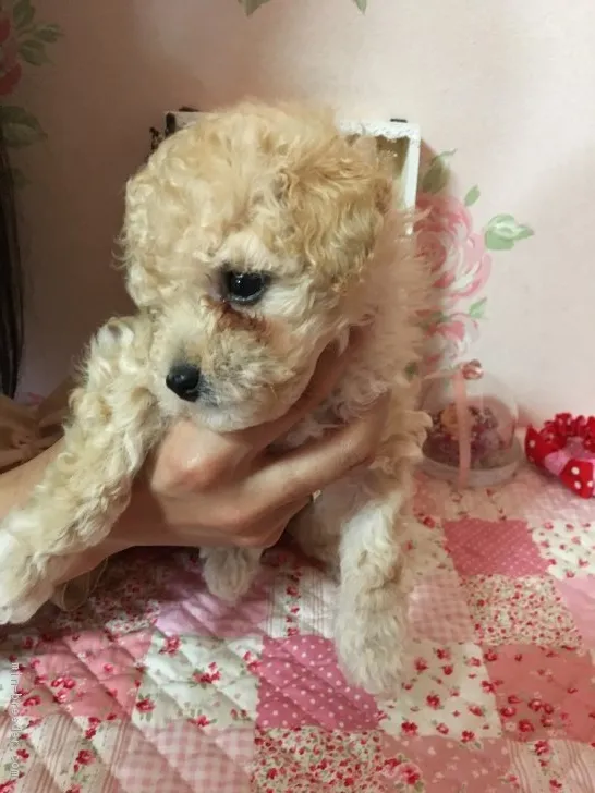 ID:1704-00828の子犬