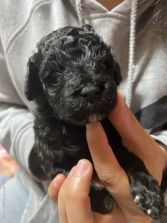 ID:2103-00486の子犬