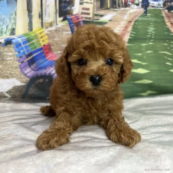 ID：2305-05235の子犬