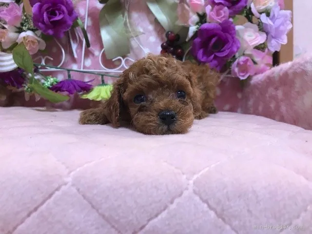 ID：1911-00325の子犬