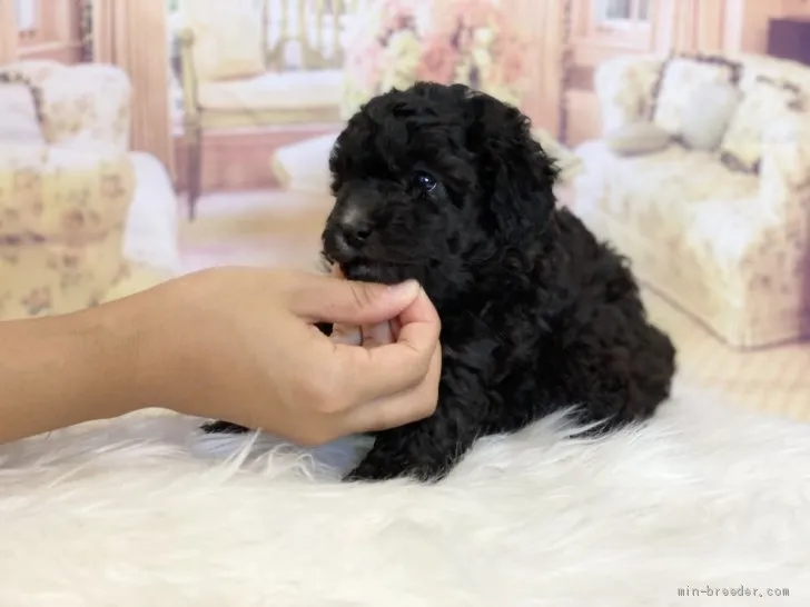 ID：2007-03082の子犬