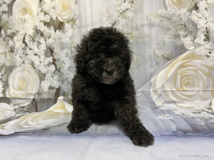 ID：2201-02572の子犬