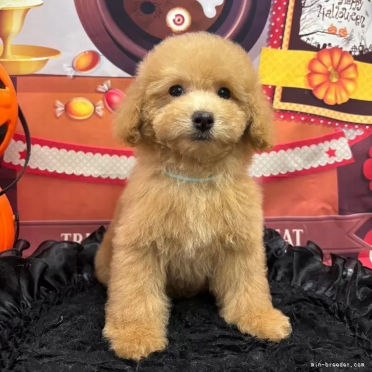 ID：2408-08161の子犬