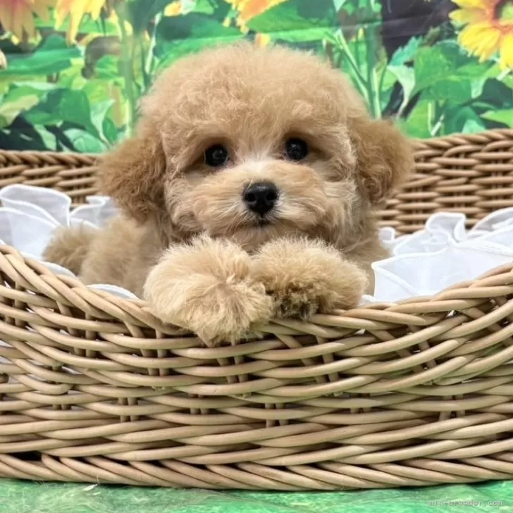 ID：2406-00250の子犬