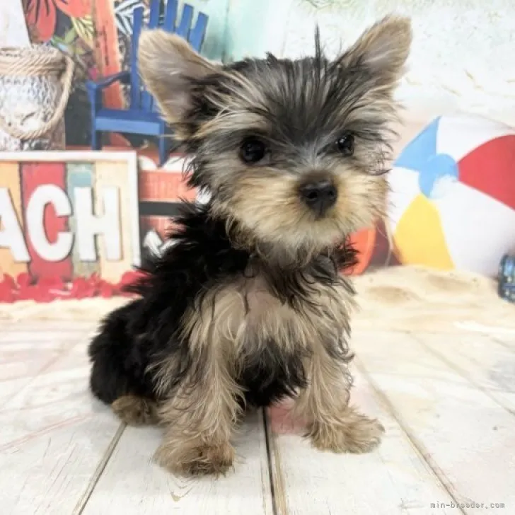 ID：2306-06430の子犬