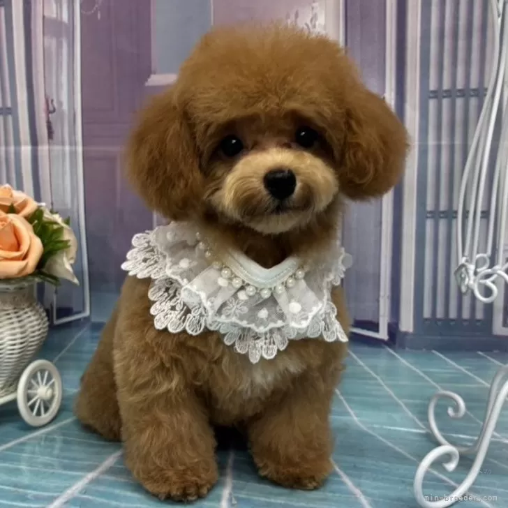 ID：2408-01613の子犬