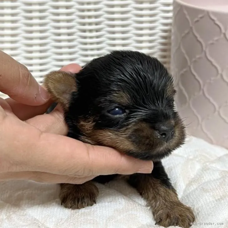 ID：2211-00483の子犬