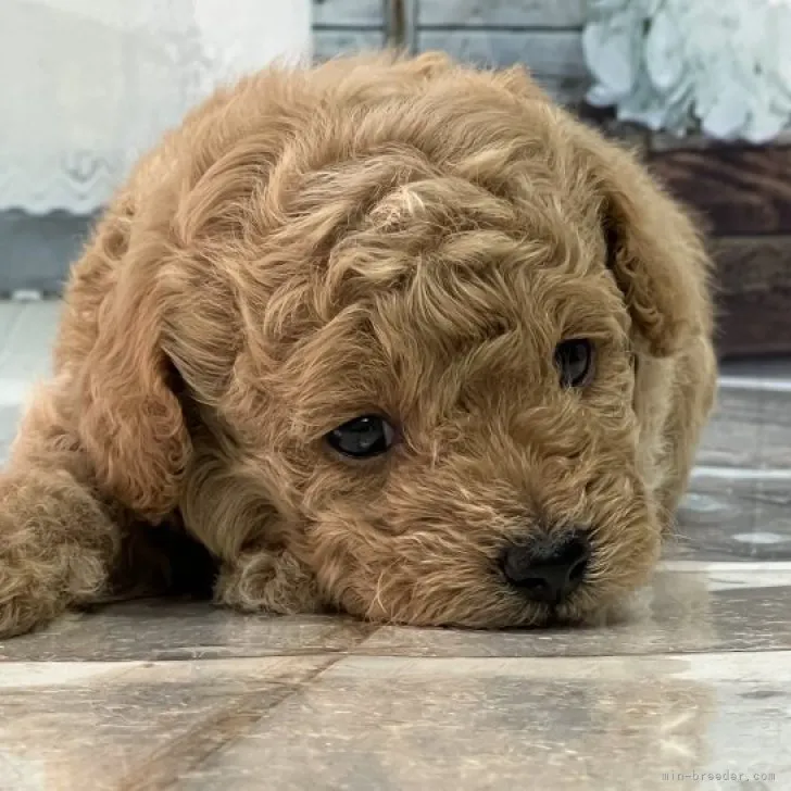 ID：2305-02222の子犬