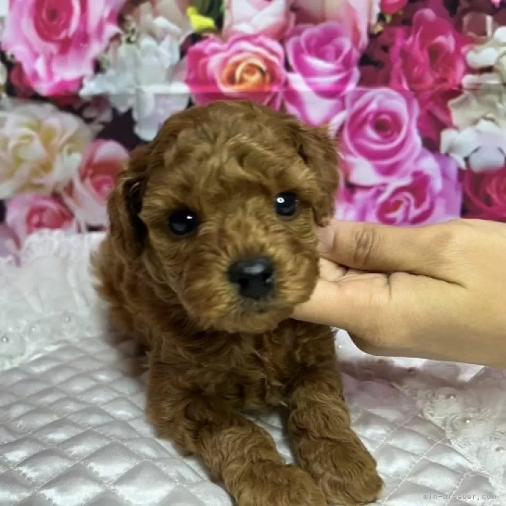 チョコママ 様のお迎えした子犬